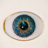 C Platinum Colored Contact Lenses – Glamji PureLine (1-Year)