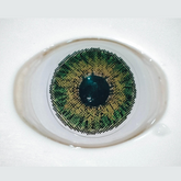 Glamji Regular Wear – Green (1 Month Use)